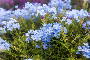 Plumbago auriculata Lam. , widely known as Plumbago Capensis. flowering shrub.