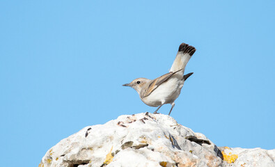 Finsch’s Wheatear (Oenanthe finschii) is a songbird that lives on mountain slopes at high...