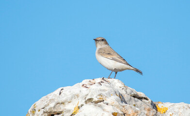 Finsch’s Wheatear (Oenanthe finschii) is a songbird that lives on mountain slopes at high...