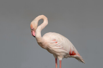 pink flamingo in the water, portugal