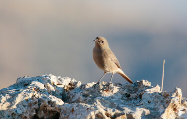 Black Redstart (Phoenicurus ochruros) is a songbird that lives on high mountain slopes. It lives in Asia, Europe and North Africa.