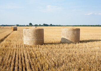 Fototapeta premium Straw rolls on the field.
