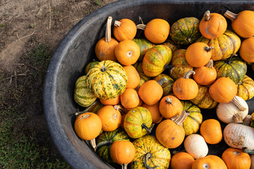 Pile of pumpkin pie pumpkins, white pumpkins and gourds in a tub