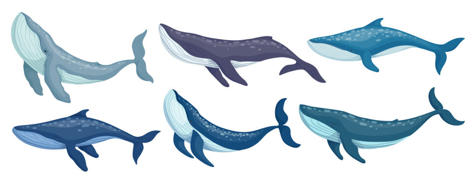 Blue Whale Marine Mammal Collection.Cartoon Vector Graphic.