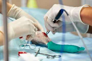 veterinary medical team performing an operation. spaying and neutering surgery of a domestic animal at the veterinary clinic