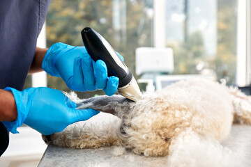 Veterinarian shaving a dog before treatment. doctor at the animal clinic with an anesthetized dog.