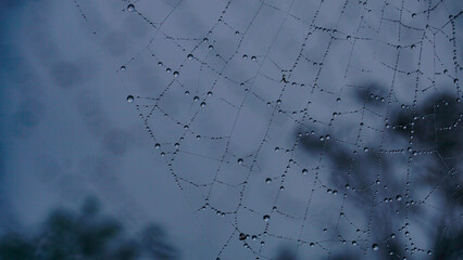 A dewy cobweb in the middle of the misty forest
