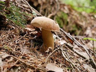 Fototapeta premium Large freshly grown mushrooms in a coniferous forest on a sunny summer day. Organic food for vegetarians. The growth of healthy food.