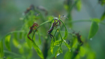A swarm of insects is perching on a dewy plant leaf in the middle of the forest - Acanthocephala insect
