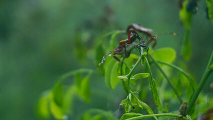 A swarm of insects is perching on a dewy plant leaf in the middle of the forest - Acanthocephala insect
