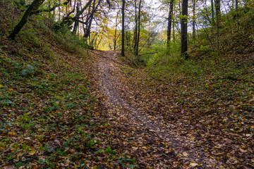 Beautiful autumn landscape. Fallen leaves on a path in the forest. A walk through the forest in the autumn. Multicolored fallen leaves on the ground background