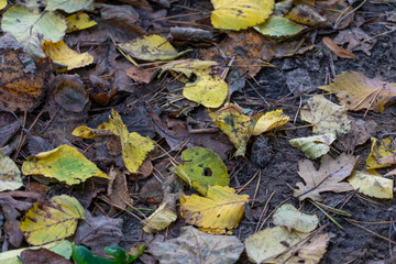 Picturesque leafy paths in the forest in bright colors of the autumn season. Various yellow leaves are lying on the grass. Yellow birch leaf on the ground, autumn background.