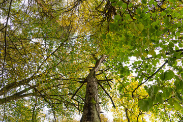 Bottom view of the treetops in the autumn forest. Autumn forest background. Trees with bright colored leaves, red-orange trees in the autumn park. The slow process of changing the state of nature