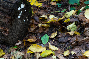 An old rotten fallen tree lies on the ground next to fallen colorful leaves in the forest. Autumn colorful season. Autumn landscape in a remote forest.