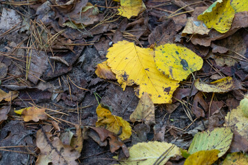 Picturesque leafy paths in the forest in bright colors of the autumn season. Various yellow leaves are lying on the grass. Yellow birch leaf on the ground, autumn background.