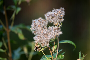 Macro photography of a flower: detail shot of a flower with background blur.