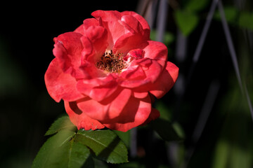 Macro photography of a flower: detail shot of a flower with background blur.