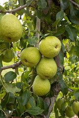 Green pears hang on a tree, close-up photo. Postcard vertical with copy space. The concept of gardening, farmers, agriculture, business, proper nutrition, vitamins, harvest, bio products,fruits