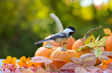 Chickadee on a pumpkin © Sue.B Photographie
