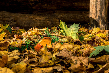 Autumn fallen leaves in green grass