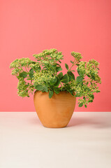 Simple minimalist nature concept. A flower pot with a blooming green plant. The flower pot is made of baked clay, terracotta color. White table with soft shadows. The background is a warm coral red.