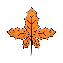 maple leaf autumn season