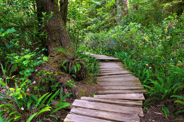 Wooden first nations boardwalk along big tree trail on Meares Island, Tofino, Vancouver Island,...