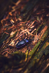 Carabus problematicus in the forest. High quality photo