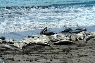Elephant Seals on the beach down Pacific Highway