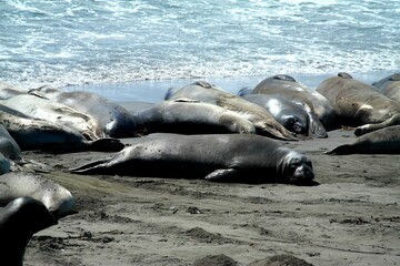 Elephant Seals on the beach down Pacific Highway