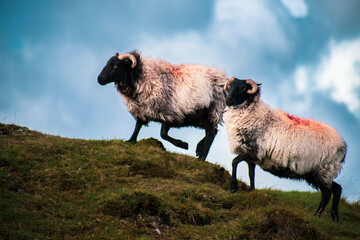 Cute blackface sheep lambs in a field in County Connemara - Ireland