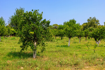 Oranges ripen on trees in the garden. Natural background with selective focus and copy space