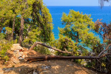 A fallen tree on a rocky sea coast is a place for rest and camping in the shade. Background with selective focus