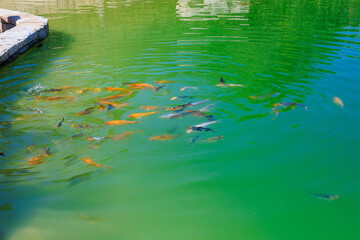Fish pond, selective focus. Background with copy space