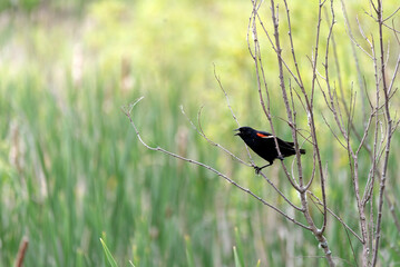 A Red-winged Blackbird In The Meadow