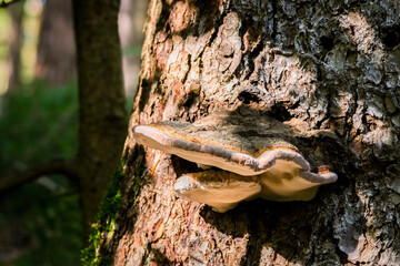 In the autumn forests in Bavaria, they can be found almost everywhere: Mushrooms in all colors. On leafy forest floors and lush green moss, they look incredibly bizarre and unique.