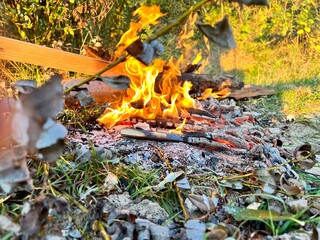 fire in the forest