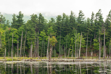 Obraz premium Forest across lake, The Flume Trail System, West Branch Ausable River, Wilmington, New York, USA. Located in the Whiteface region of the Adirondack Park.