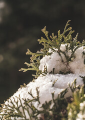 Thuja occidentalis in close-up of a bright green thuja branch with bits of snow on a winter day, in soft light with blurred bokeh background, on a nice winter morning