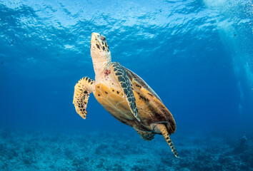 Hawsbill sea turtle
