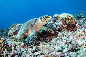 Naklejka na ściany i meble Hawsbill sea turtle