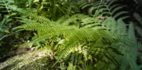 Bright green fern in a wet mountain forest panorama, on a sunny summer day, with a blurred background