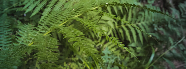 Bright green fern in a wet mountain forest panorama, sunny summer day