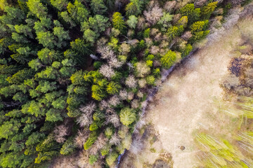Aerial top-down view of a mixed forest and small river