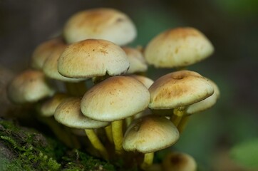 Armillaria mellea, also known as yellow-ringed weevil, is a parasitic fungus of the weevil genus. When raw, it is slightly poisonous, after heat treatment it is edible and tasty.
