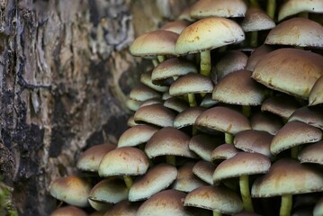 Armillaria mellea, also known as yellow-ringed weevil, is a parasitic fungus of the weevil genus. When raw, it is slightly poisonous, after heat treatment it is edible and tasty.
