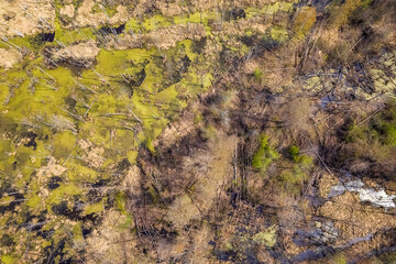 Swamp with fallen trees top down aerial view