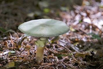Agaricus bisporus is an edible basidiomycete mushroom native to grasslands in Europe and North America. It has two color states while immature - white and brown