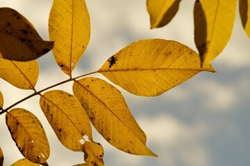Colorful autumn leaves detail on autumn background.