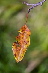 Colorful autumn leaves detail on autumn background.